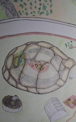 The Turtle Test by Gayle, Benjamin