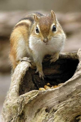 Chipmunk Blank Journal by Press, Nodin