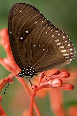 Striped Core Butterfly: The Common Crow Is a Glossy-Black Butterfly with Brown Undersides with White Markings by Journals, Planners and