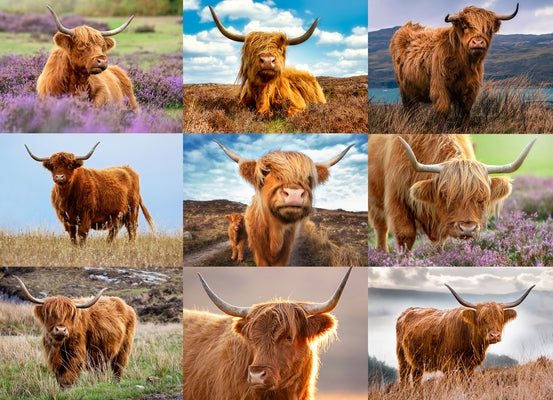 Highland Cows 1000-Piece Puzzle by Willow Creek Press