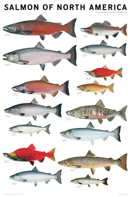 Salmon of North America Poster by Tomelleri, Joseph R.