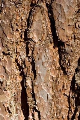 Bark by Publications, Dibiasio