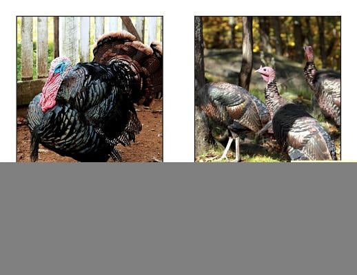 All about Turkeys by Carter, Denzel T.