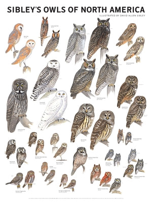 Sibley's Owls of North America Wall Poster by Sibley, David Allen