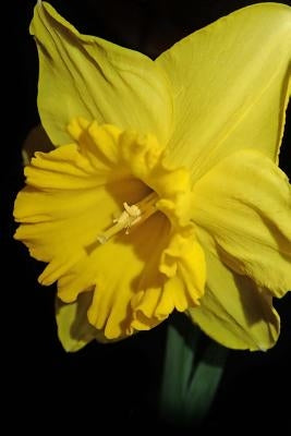 Daffodil by A, E. J.