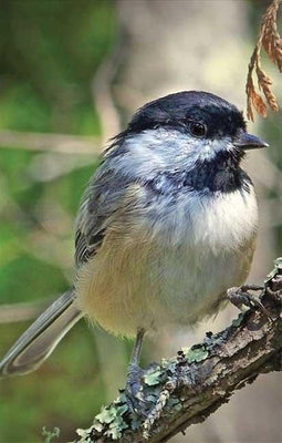 Chickadee Lined Journal by Press, Nodin