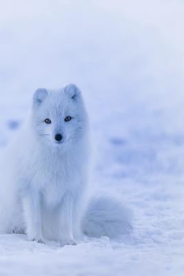 Arctic Fox: The Arctic Fox Has a Round Body Shape, Short Nose and Legs, and Short, Fluffy Ears by Journals, Planners and