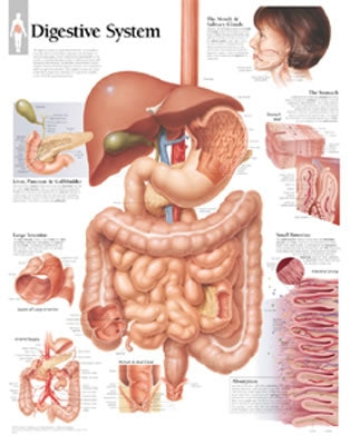 Digestive System Chart: Laminated Wall Chart by Scientific Publishing