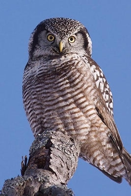 Hawk Owl Blank Journal by Press, Nodin