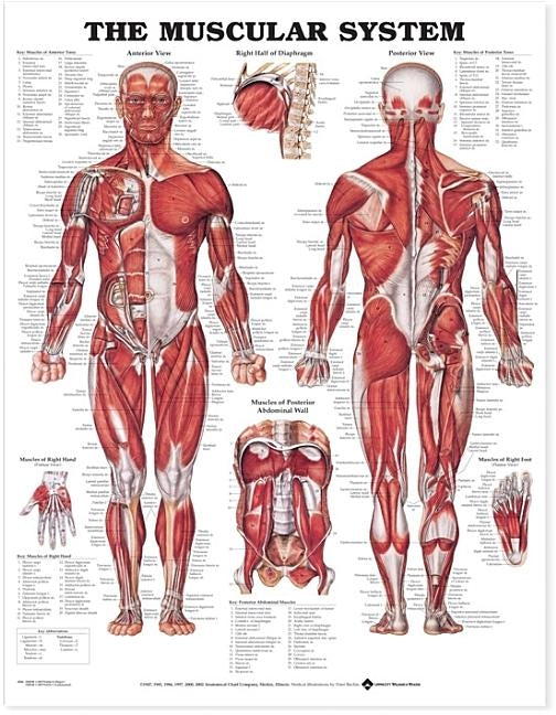 The Muscular System Anatomical Chart by Anatomical Chart Company