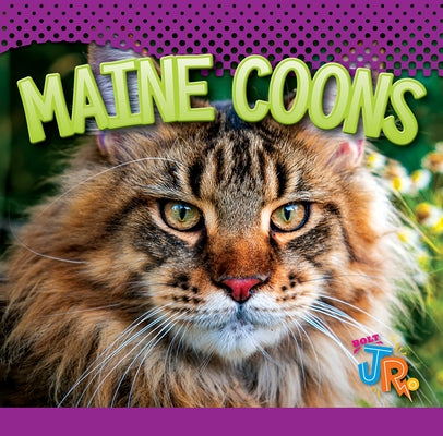 Maine Coons by Storm, Marysa