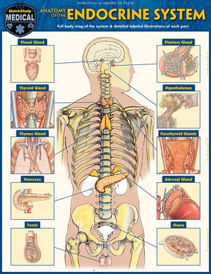 Anatomy of the Endocrine System: A Quickstudy Laminated Reference Guide by Perez, Vincent