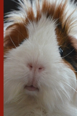 Guinea Pig Says Write by Chattyfred
