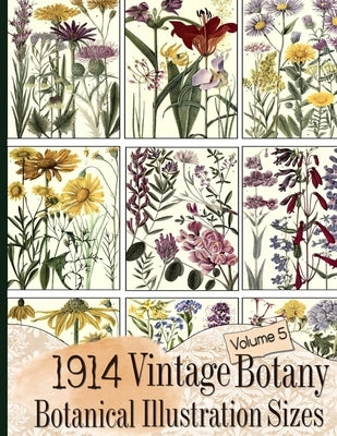 1914 Vintage Botany Botanical Illustration Sizes by Anders, C.