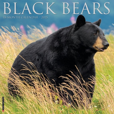 Black Bears 2025 12 X 12 Wall Calendar by Willow Creek Press