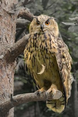 eagle owl by Aeh, E. J.