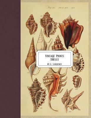 Vintage Prints: Shells by Lawrence, E.
