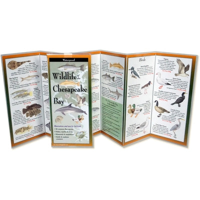 Wildlife of the Chesapeake Bay by Kells, Val