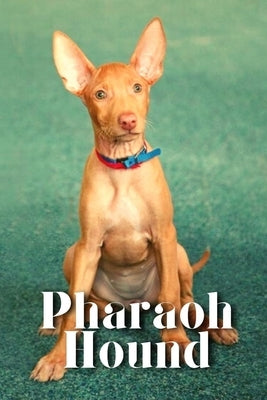 Pharaoh Hound: Dog breed overview and guide by Pustova, Nina