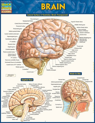 Brain by Perez, Vincent