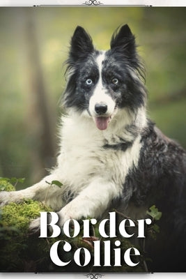 Border Collie: Dog breed overview and guide by Pustova, Nina