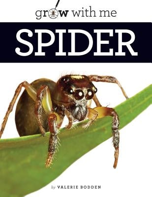 Spider by Bodden, Valerie