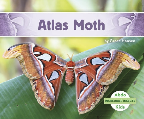 Atlas Moth by Hansen, Grace