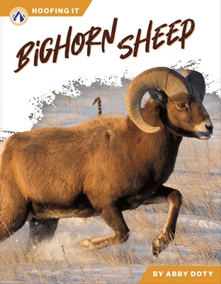 Bighorn Sheep by Doty, Abby