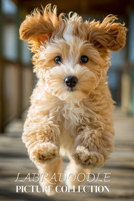 Labradoodle Photo Collection: Beautiful Full-Page Pictures of Labradoodles and Puppies for All Ages (Simple Photo Books). by Ymi Collection