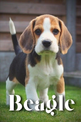 Beagle: How to train your dog and raise from puppy correctly by Pustova, Nina