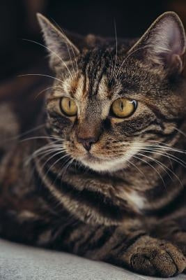 fierce cat by A, E. J.
