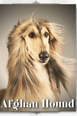 Afghan Hound: Dog breed overview and guide by Pustova, Nina
