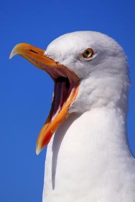 Seagull: Seagulls Learn, Remember and Even Pass on Behaviours, Such as Stamping Their Feet in a Group to Imitate Rainfall and T by Journals, Planners and