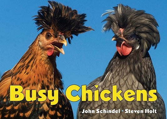 Busy Chickens by Schindel, John