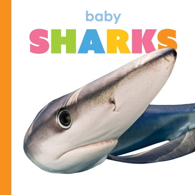Baby Sharks by Thompson, Kim