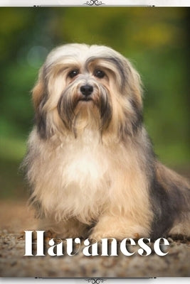 Havanese: Dog breed overview and guide by Pustova, Nina