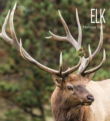 Elk by Gish, Melissa