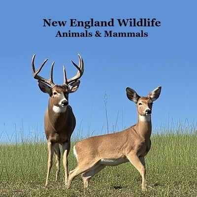 New England Animals and Mammals Kids Wildlife Book: Great Wildlife Book about Animals and Mammals in New England by Marie, Kinsey