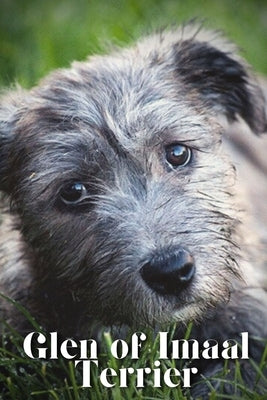 Glen of Imaal Terrier: Dog breed overview and guide by Pustova, Nina