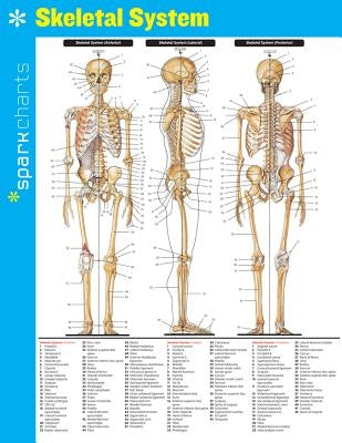 Skeletal System Sparkcharts: Volume 62 by Sparknotes