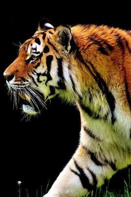 Hunting Tiger: They Are Very Good Swimmers and Have Been Known to Kill Prey While Swimming. by Journals, Plannners and