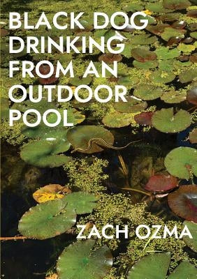 Black Dog Drinking from an Outdoor Pool by Ozma, Zach