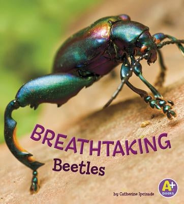 Breathtaking Beetles by Ipcizade, Catherine