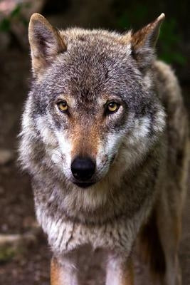 Nice Doggy: The Misunderstood Wolf: Most of Us Grew Up Hearing Stories about the Big, Bad Wolf. But Wolves Are Not Really Big or B by Journals, Planners and
