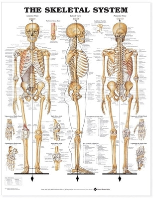 The Skeletal System Anatomical Chart by Anatomical Chart Company
