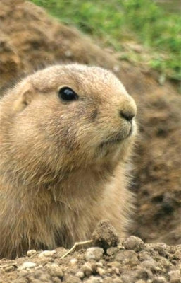 Prairie Dog Lined Journal by Press, Nodin