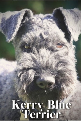 Kerry Blue Terrier: Dog breed overview and guide by Pustova, Nina