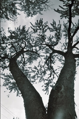 Alpine Poems: a Collection of Hudson Valley Poetry: A Collection of Hudson Valley Poetry by Noeldechen, Joan