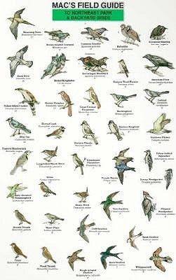 Mac's Field Guides: Northeast Park & Backyard Birds by Macgowan, Craig
