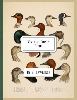 Vintage Prints: Birds by Lawrence, E.